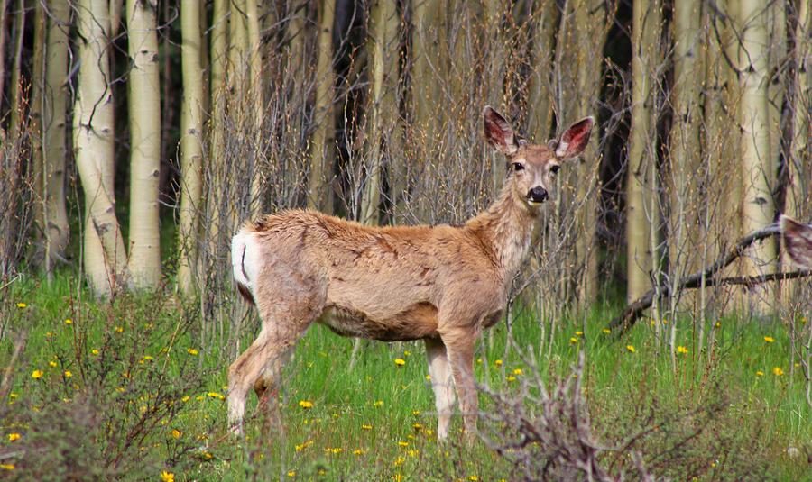 Aspen Deer Photograph by Carla Larson - Pixels