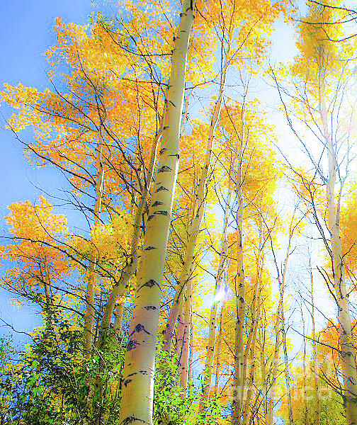 Aspen Dreams Photograph by William Wyckoff