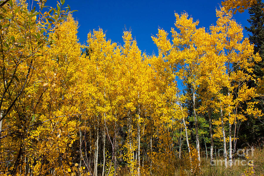 Aspen Fall Colors Photograph by Greg Plamp - Fine Art America