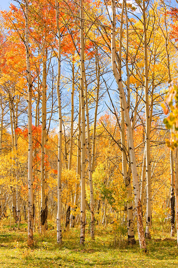 Aspen Fall Foliage Vertical Image Photograph by James BO Insogna