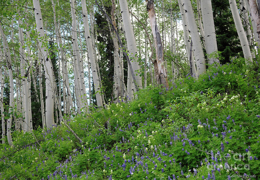 Aspen Ferns and Flowers 3 Digital Art by Constance Woods