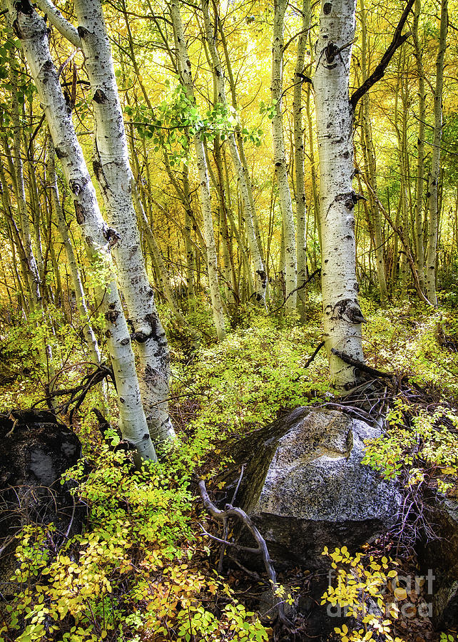 Aspen Forest 2 Photograph by Anthony Michael Bonafede