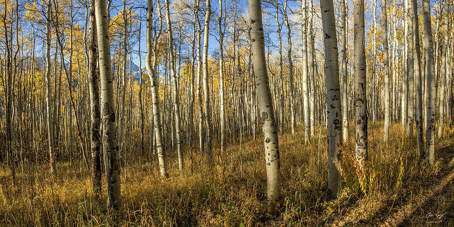 Aspen Forest Photograph by Aaron Spong