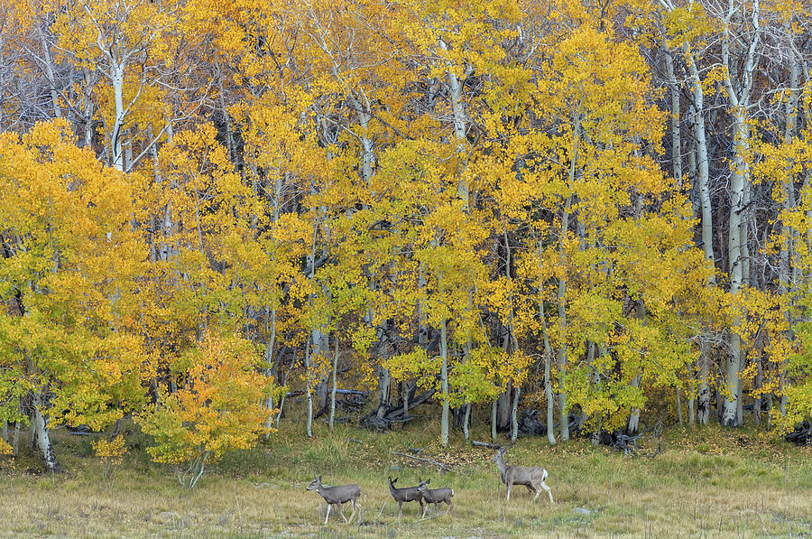 Aspen Forest And Deer Photograph by Jonathan Nguyen