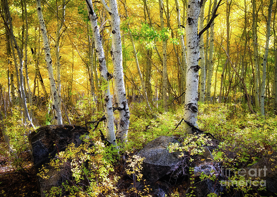 Aspen Forest Photograph by Anthony Michael Bonafede