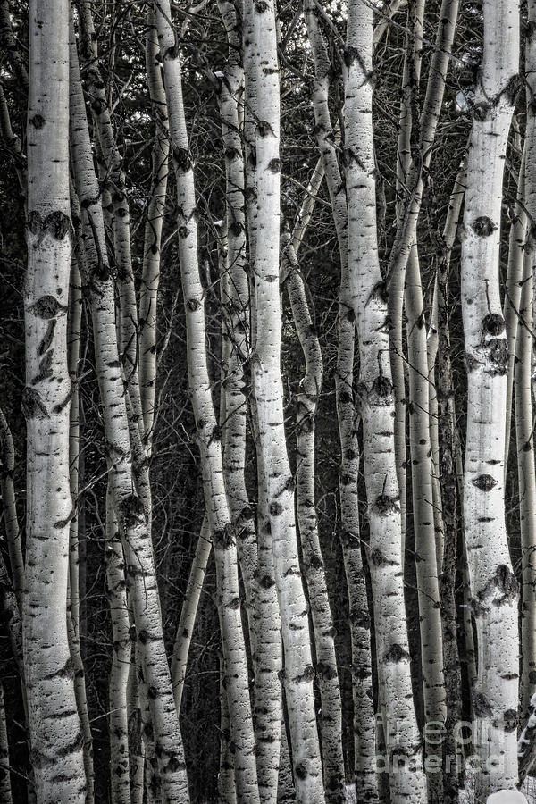 Aspen Forest IIi Photograph