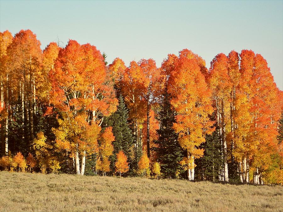 Fall Photograph - Aspen Forest In Autumn by Deborah Moen