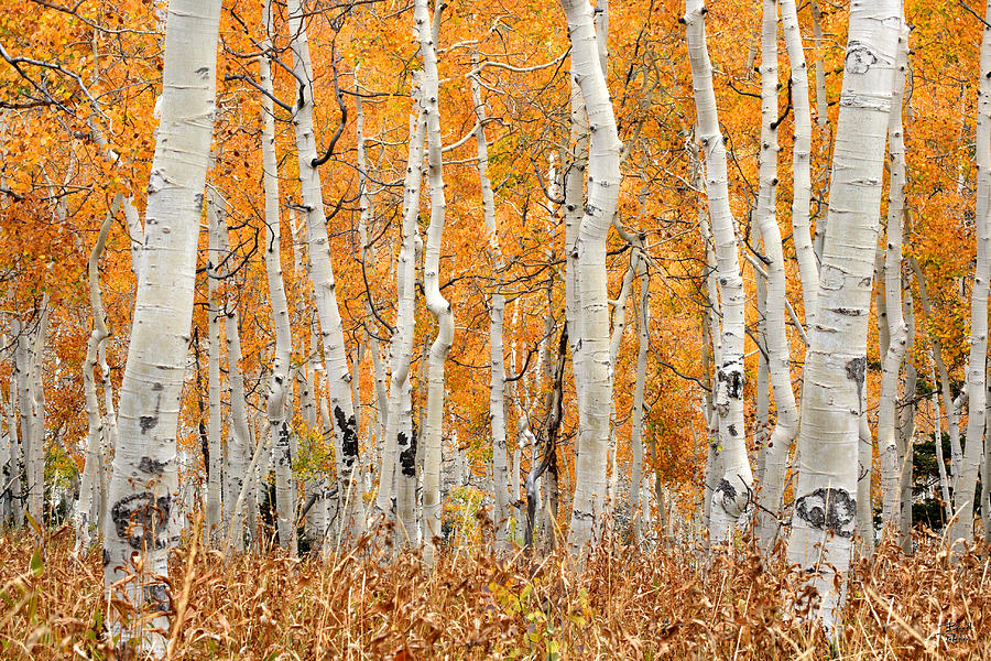Aspen Forest in Fall Photograph by Brett Pelletier