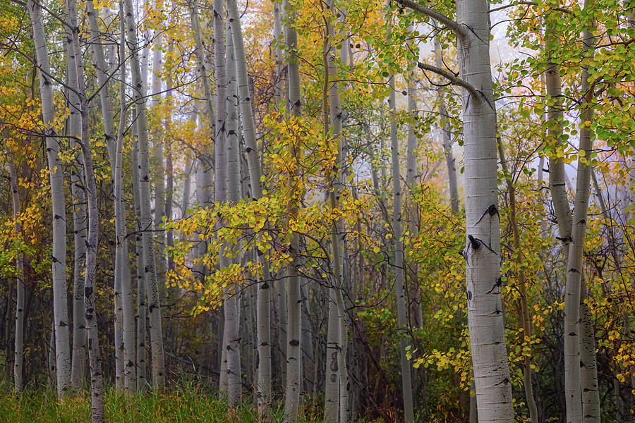Aspen Forest Light Photograph by James BO Insogna
