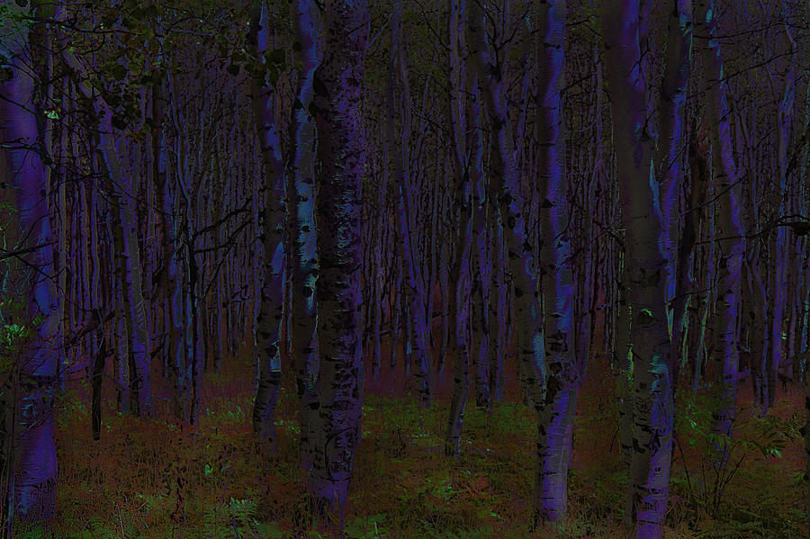 Tree Photograph - Aspen Forest Night Shade - Photo Painting by Steve Ohlsen