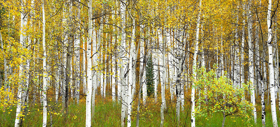 Fall Photograph - Aspen Forest Panoramic by Tim Reaves