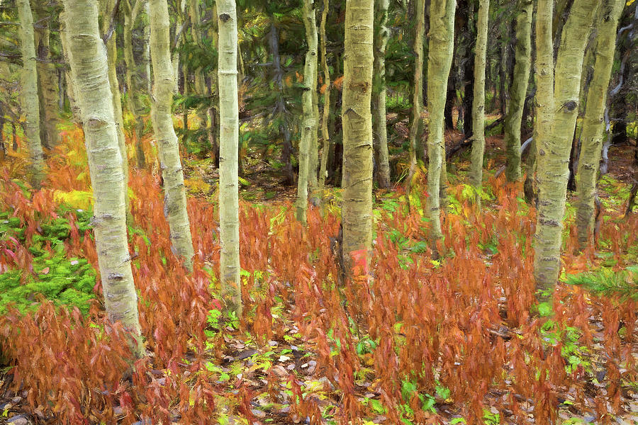 Aspen Forest Red Floor Rembrandt Style Photograph by James BO Insogna