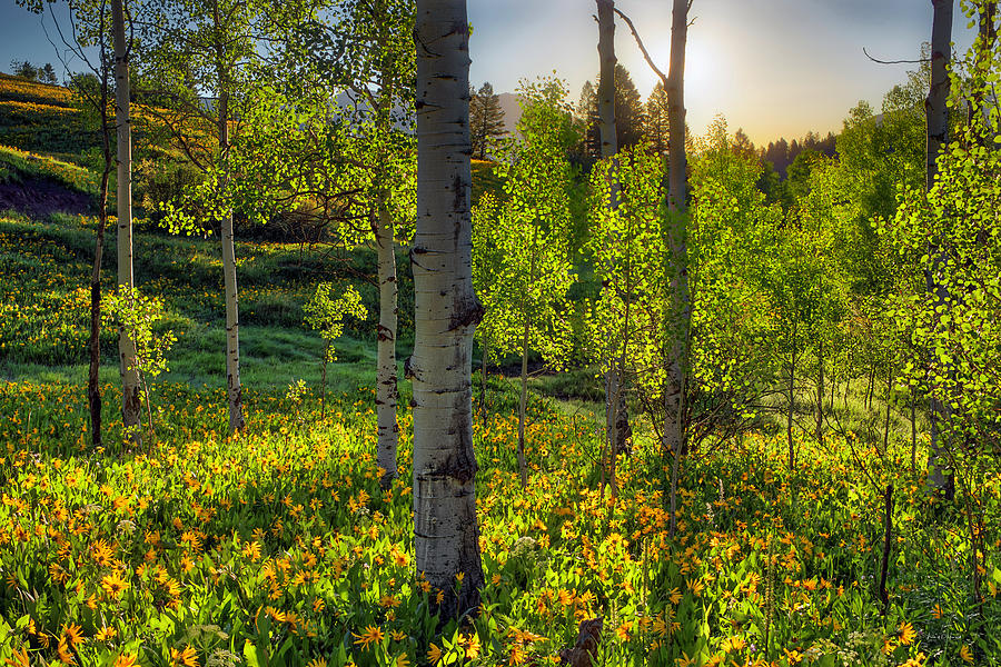 Aspen Forest Spring Sunrise Photograph by Leland D Howard
