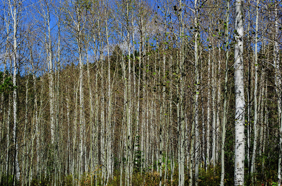 Aspen Forest Photograph by Tikvahs Hope