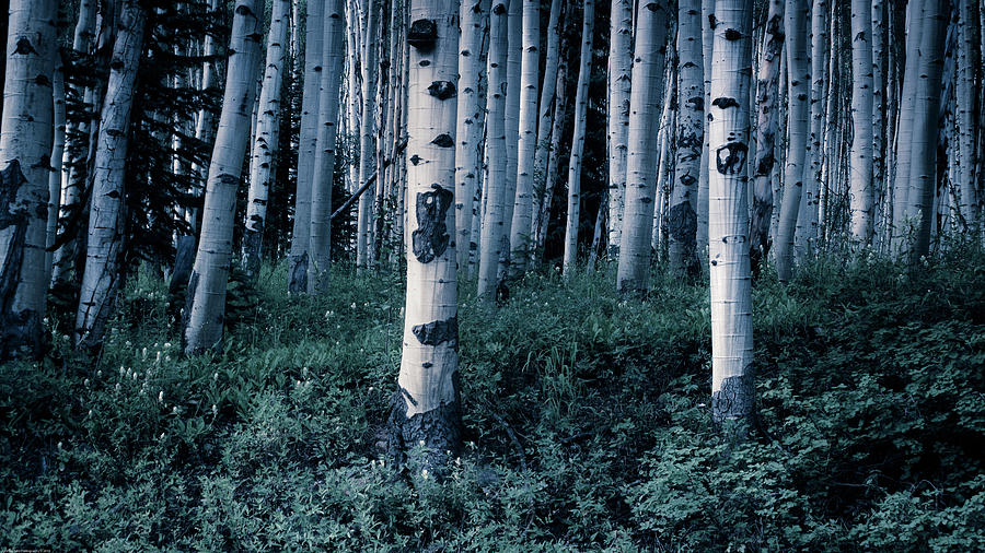 Aspen Forest Trees II Photograph by John De Bord