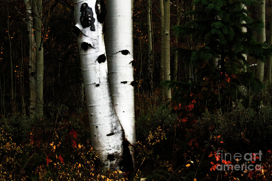 Aspen Ghosts Photograph by Jennie MacDonald Aspen Ghosts Photograph by Jennie MacDonald