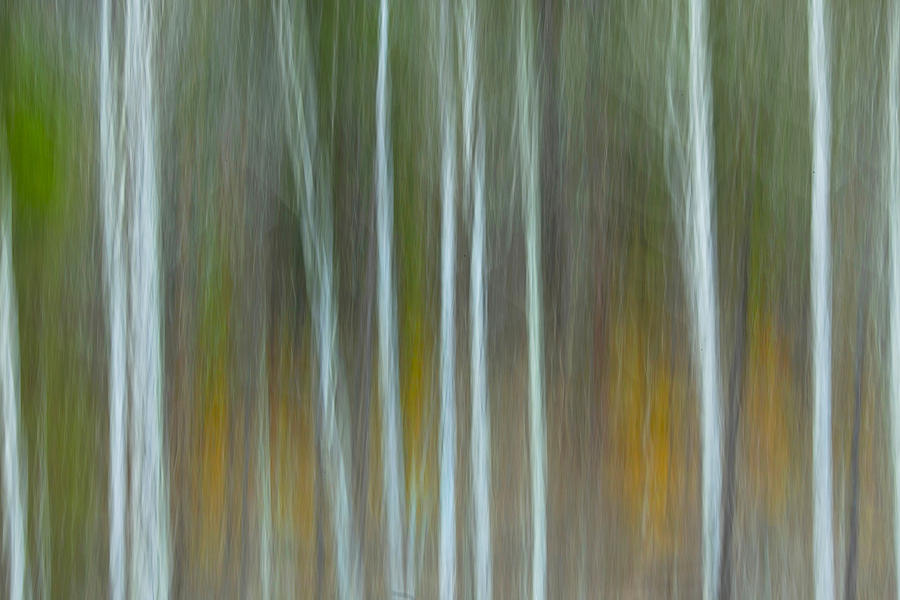 Aspen Ghosts Photograph by Sue Cullumber