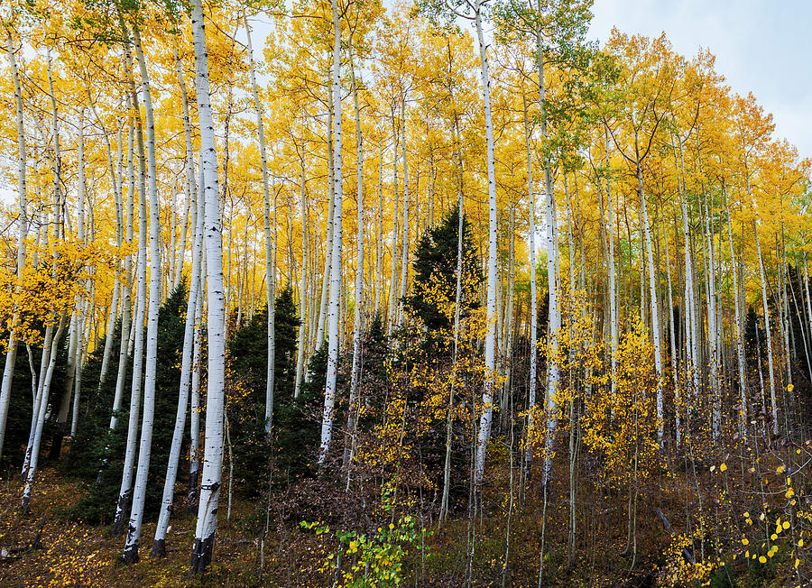 Aspen glory Photograph by James McGinley - Fine Art America