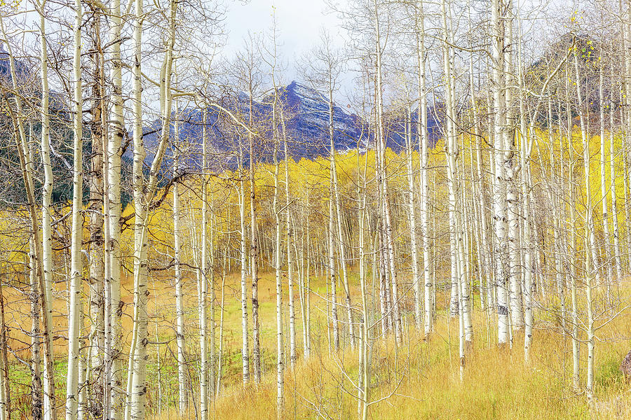 Aspen Glow Photograph by Eric Glaser