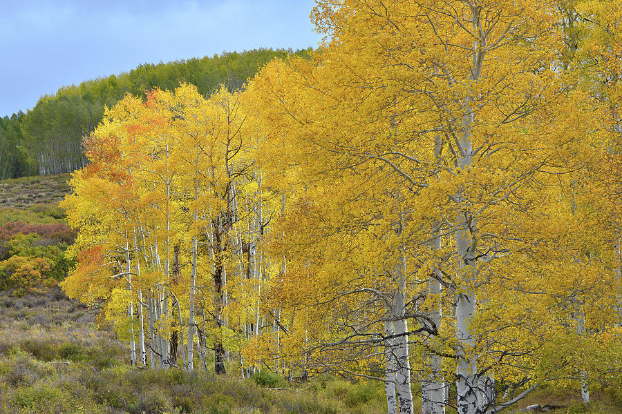 Aspen Gold Galore on Last Dollar Road Photograph by Ray Mathis
