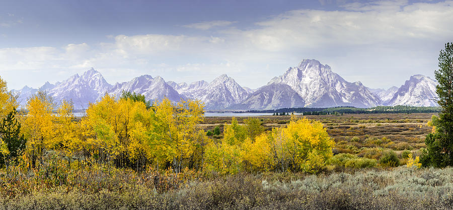 Aspen Gold in the Tetons Photograph by Greni Graph