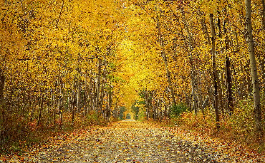 Fall Photograph - Aspen Gold by Karen Cook