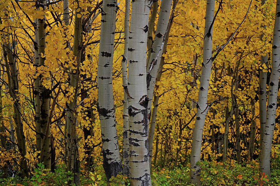 Aspen Golden Photograph by Whispering Peaks Photography