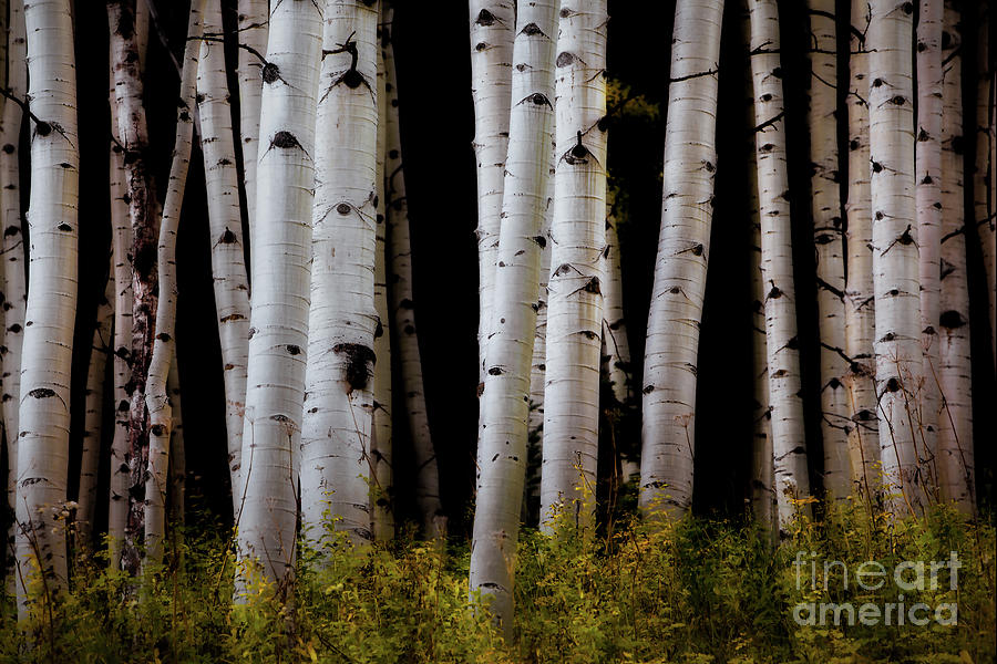 Aspen Grove 1 Photograph by Jerry Fornarotto