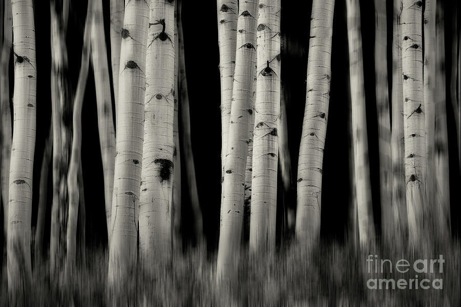 Aspen Grove 2 bw Photograph by Jerry Fornarotto