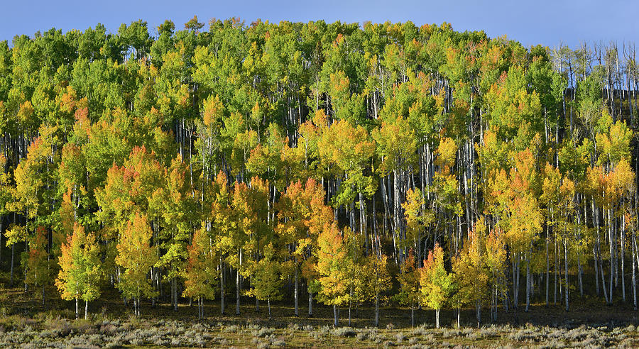 Aspen Grove at Dallas Divide Photograph by Ray Mathis