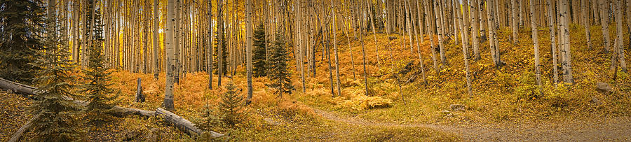 Aspen Grove Colorado Panoramic DSC07345 Photograph by Greg Kluempers