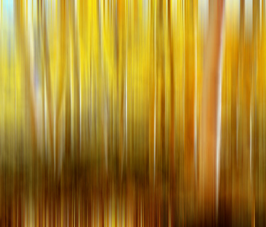 Aspen Grove Digital Abstracts Motion Blur Photograph by Rich Franco