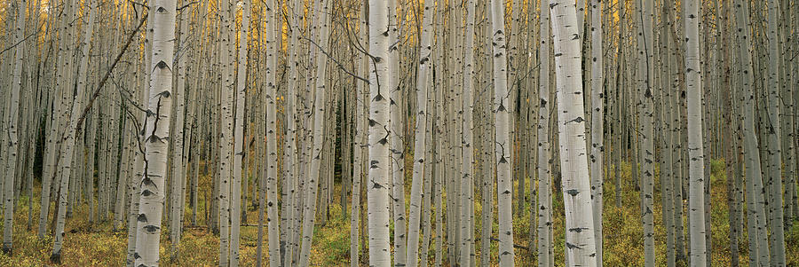 Aspen Grove In Fall, Kebler Pass Photograph by Ron Watts