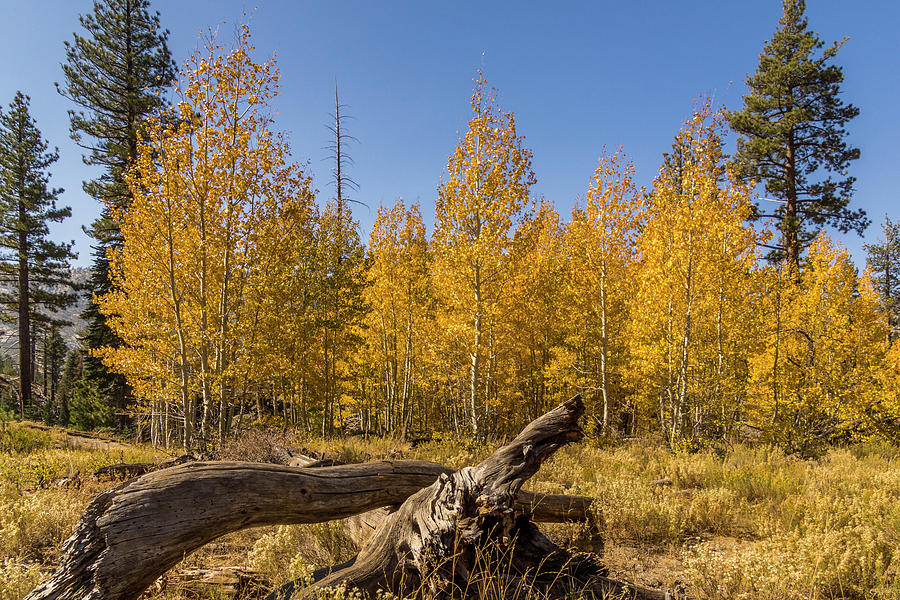 Aspen Grove in the Eastern Sierras Photograph by Donald Pash