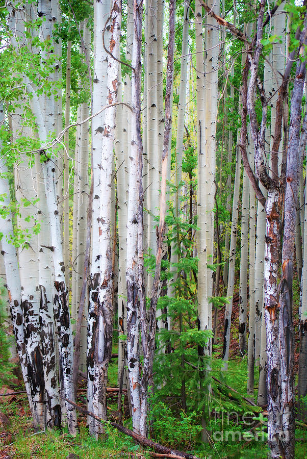 Aspen Grove in the White Mountains Photograph by Donna Greene