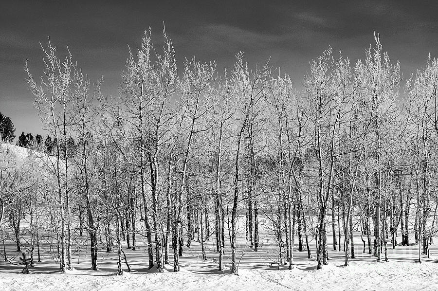 Aspen Grove in Winter Two 2 Photograph by Bob Phillips