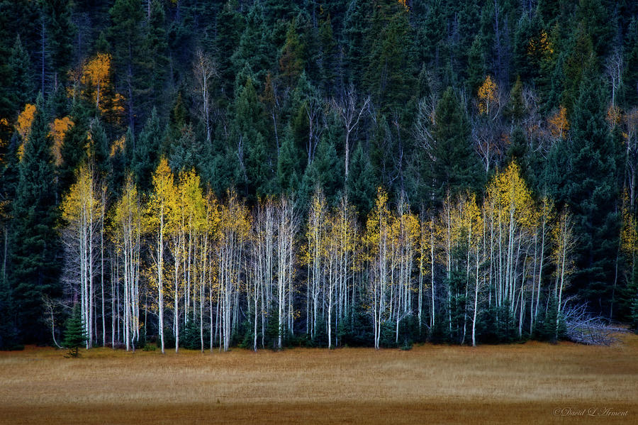 Aspen Grove Late Fall Photograph by David Arment