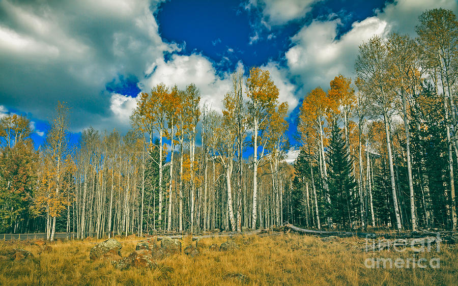 Fall Photograph - Aspen Grove by Robert Bales