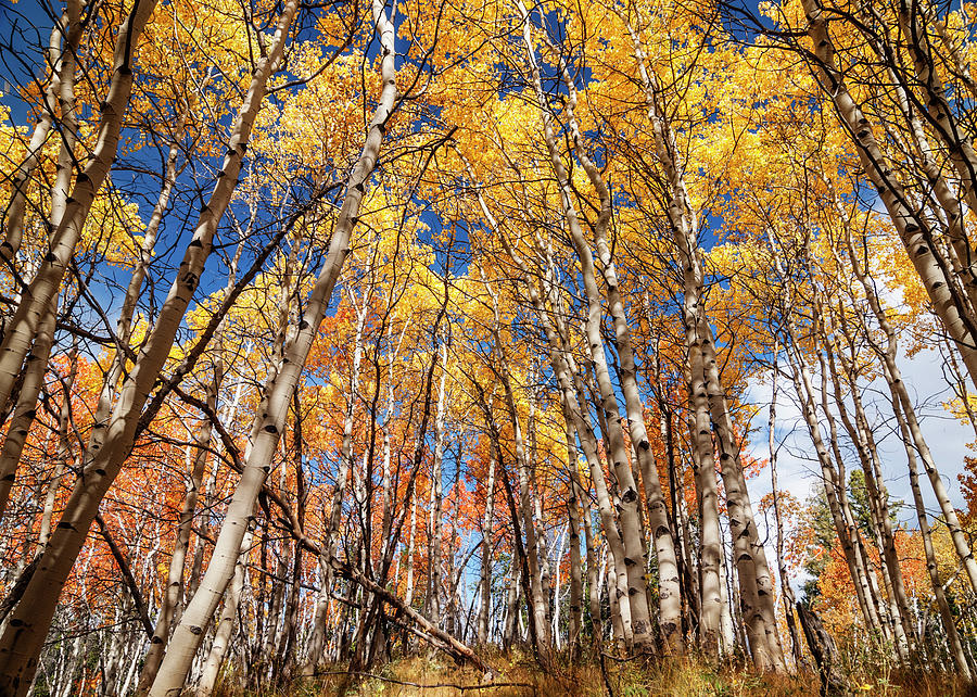 Aspen grove with peak autumn color Photograph by Vishwanath Bhat