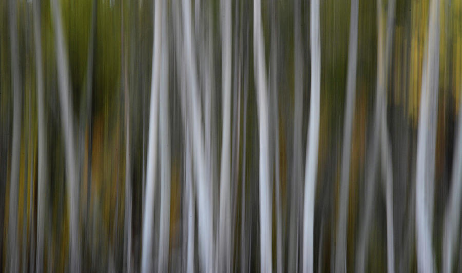 Aspen Illusions Photograph by Whispering Peaks Photography