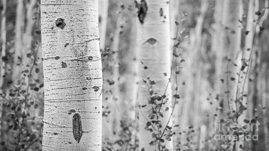 Tree Photograph - Aspen in Black and White by Benjamin Reed