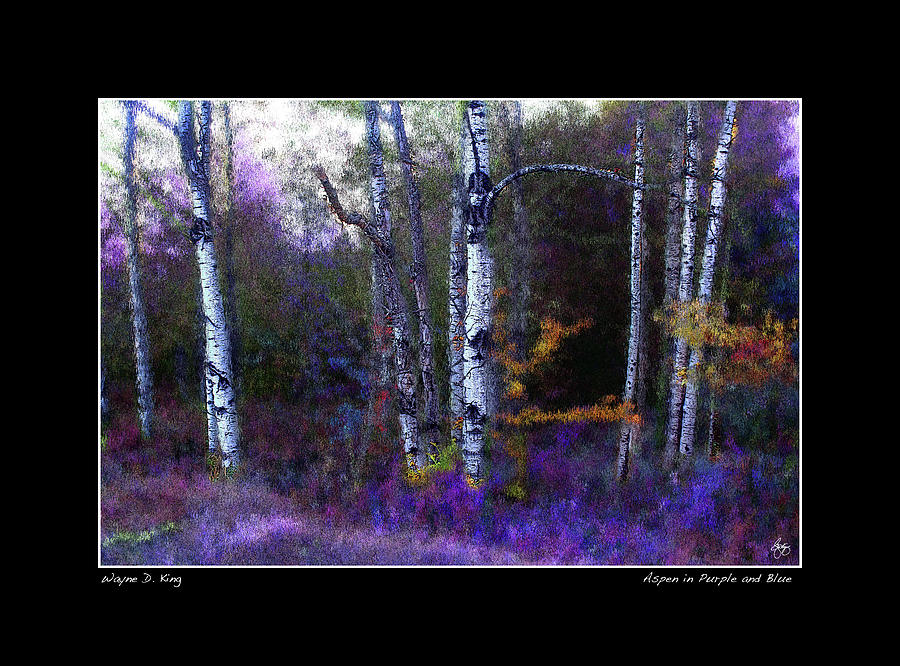 Aspen in Blue and Purple Poster Photograph by Wayne King