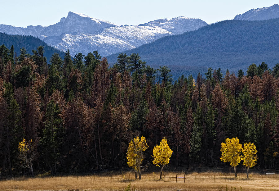 Rocky Mountain National Park Photograph - Aspen in the Colorado Rockies by Dave Dilli