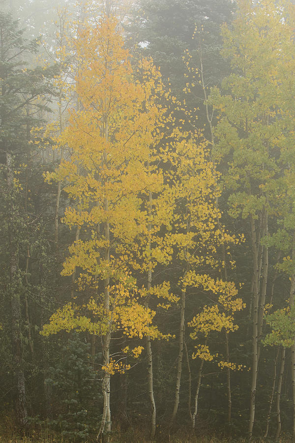 Aspen in the fog Photograph by Alan Vance Ley