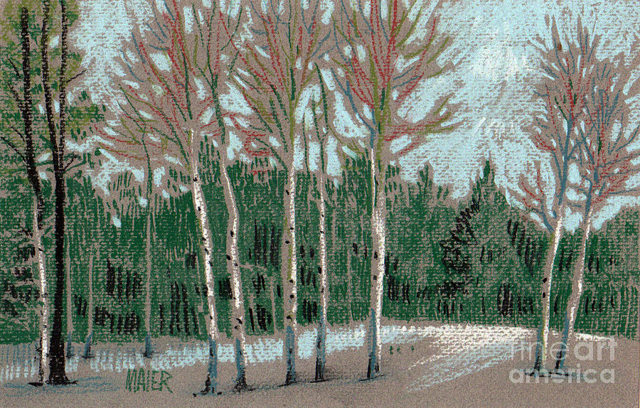 Aspen in the Snow Drawing by Donald Maier