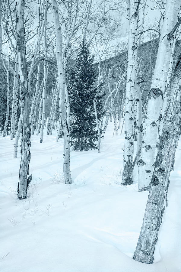 Aspen Is Among The Most Ubiquitous Trees In The Rockies.  Photograph by Bijan Pirnia