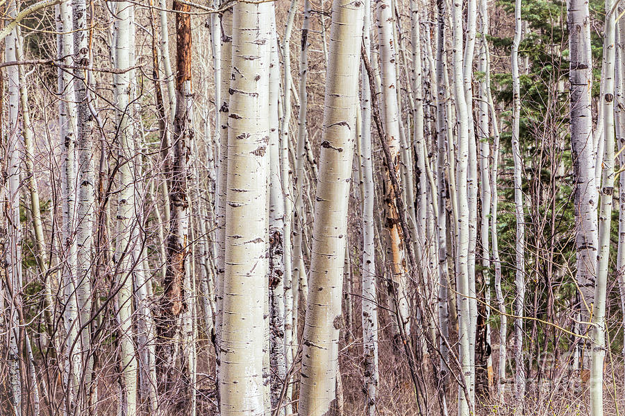 Tree Photograph - Aspen by Joan McCool