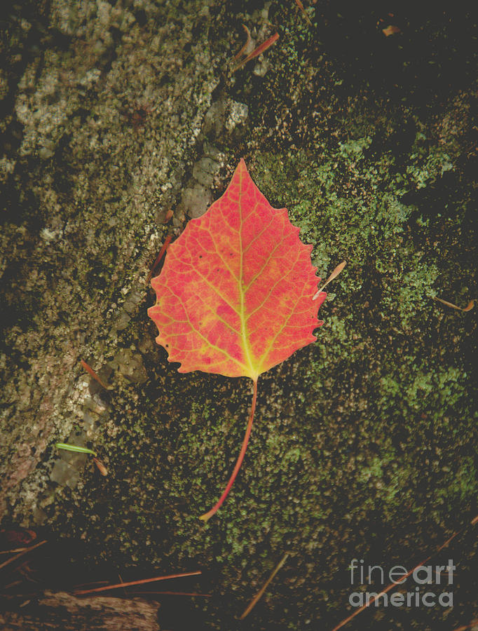 Aspen leaf Photograph by Cheryl Baxter