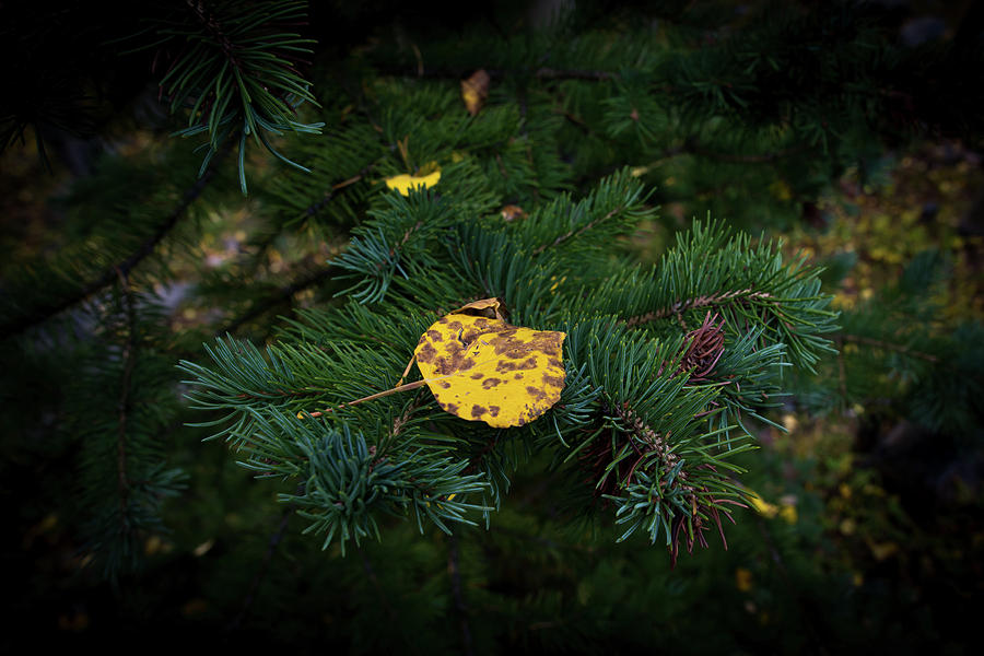 Aspen Leaf Photograph by Gary Kochel