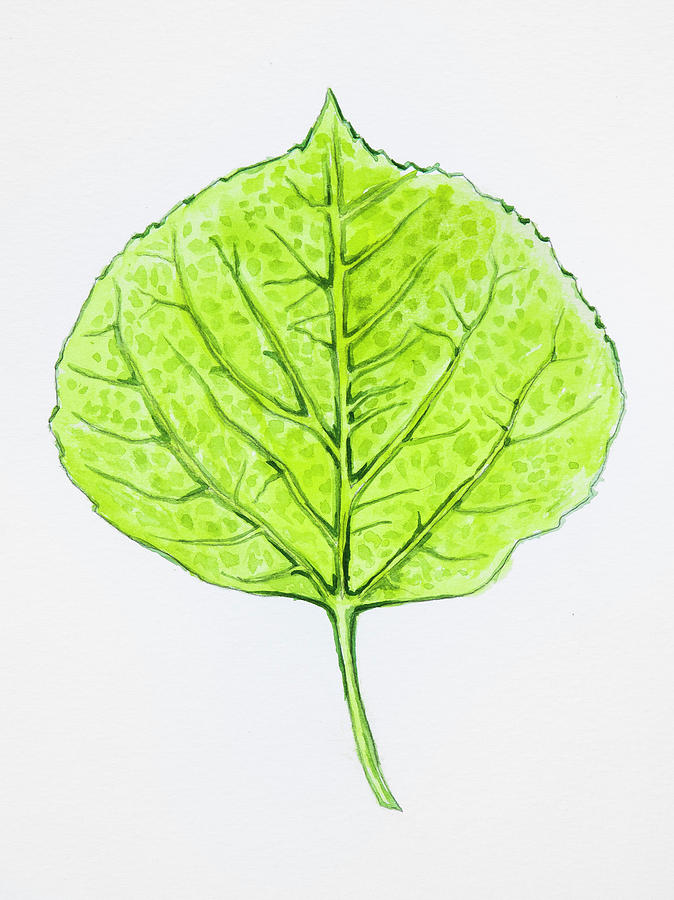 Aspen Leaf - Green Painting by Aaron Spong